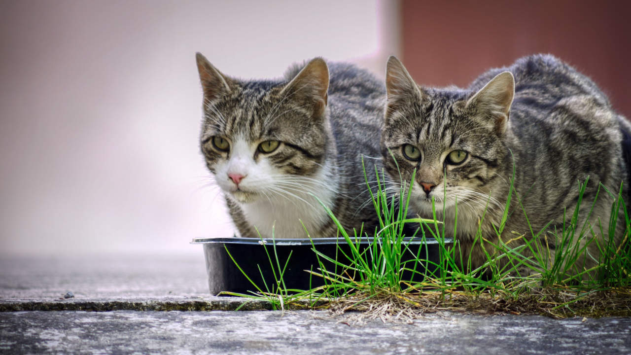 PuriPet Katzenfutter kaufen